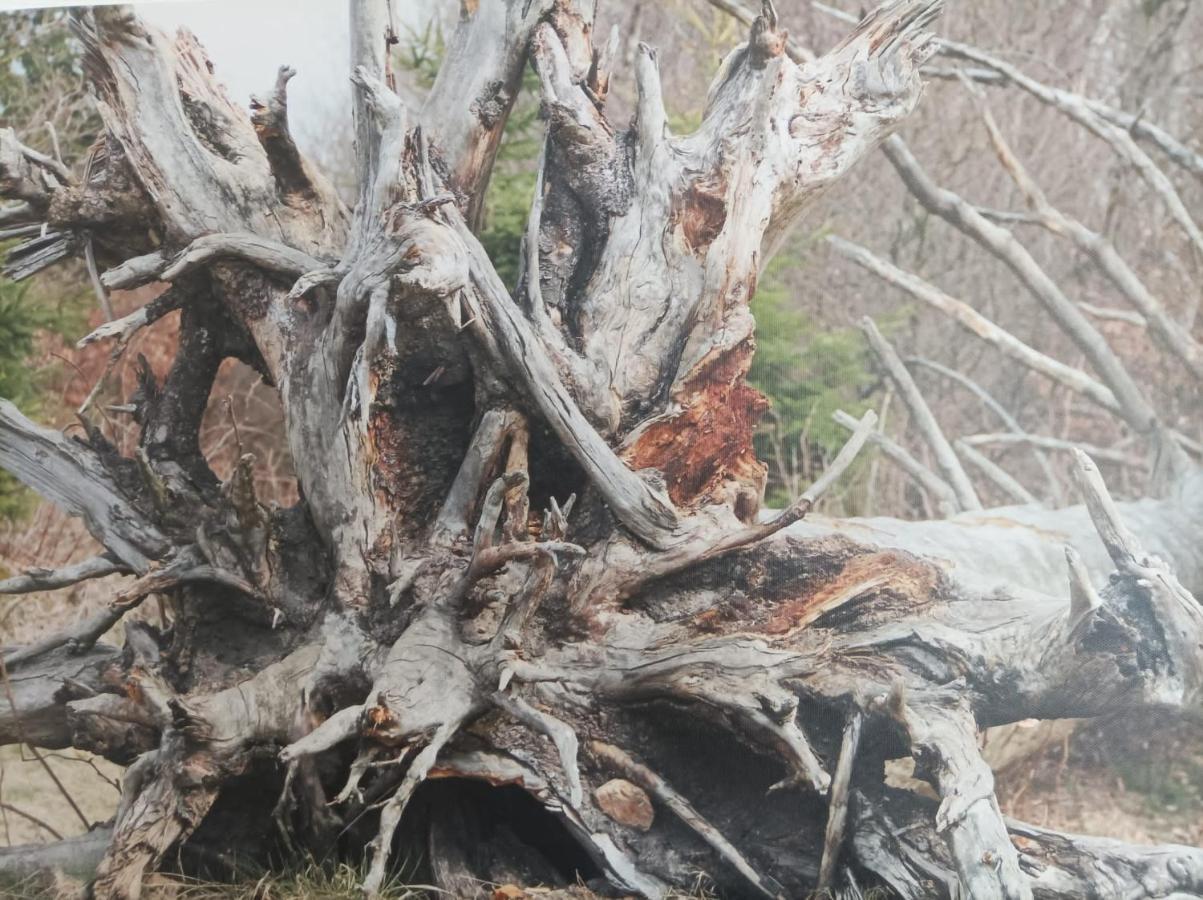Ferienresidenz Wurmbergblick Διαμέρισμα Braunlage Εξωτερικό φωτογραφία