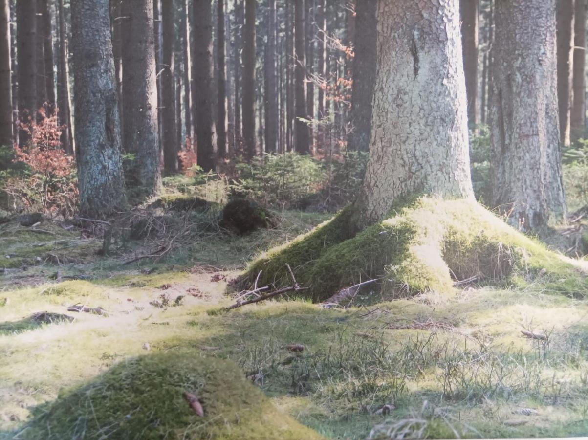 Ferienresidenz Wurmbergblick Διαμέρισμα Braunlage Εξωτερικό φωτογραφία